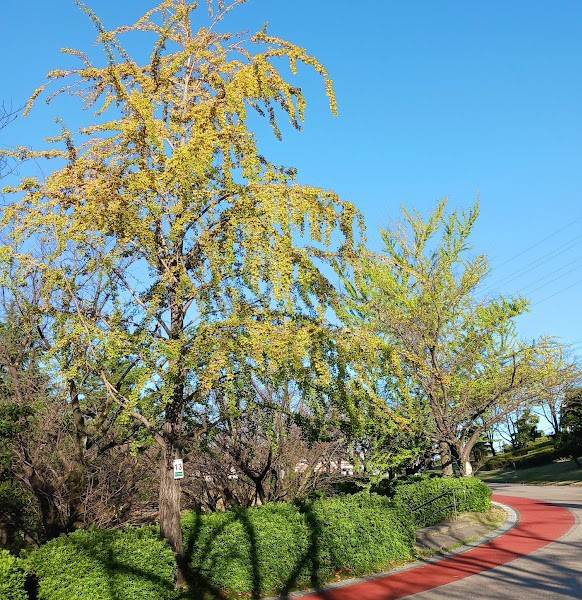 大池公園イチョウ