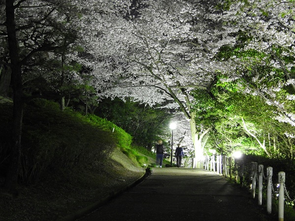 大池公園の夜桜