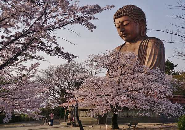 聚楽園公園での、満開の桜