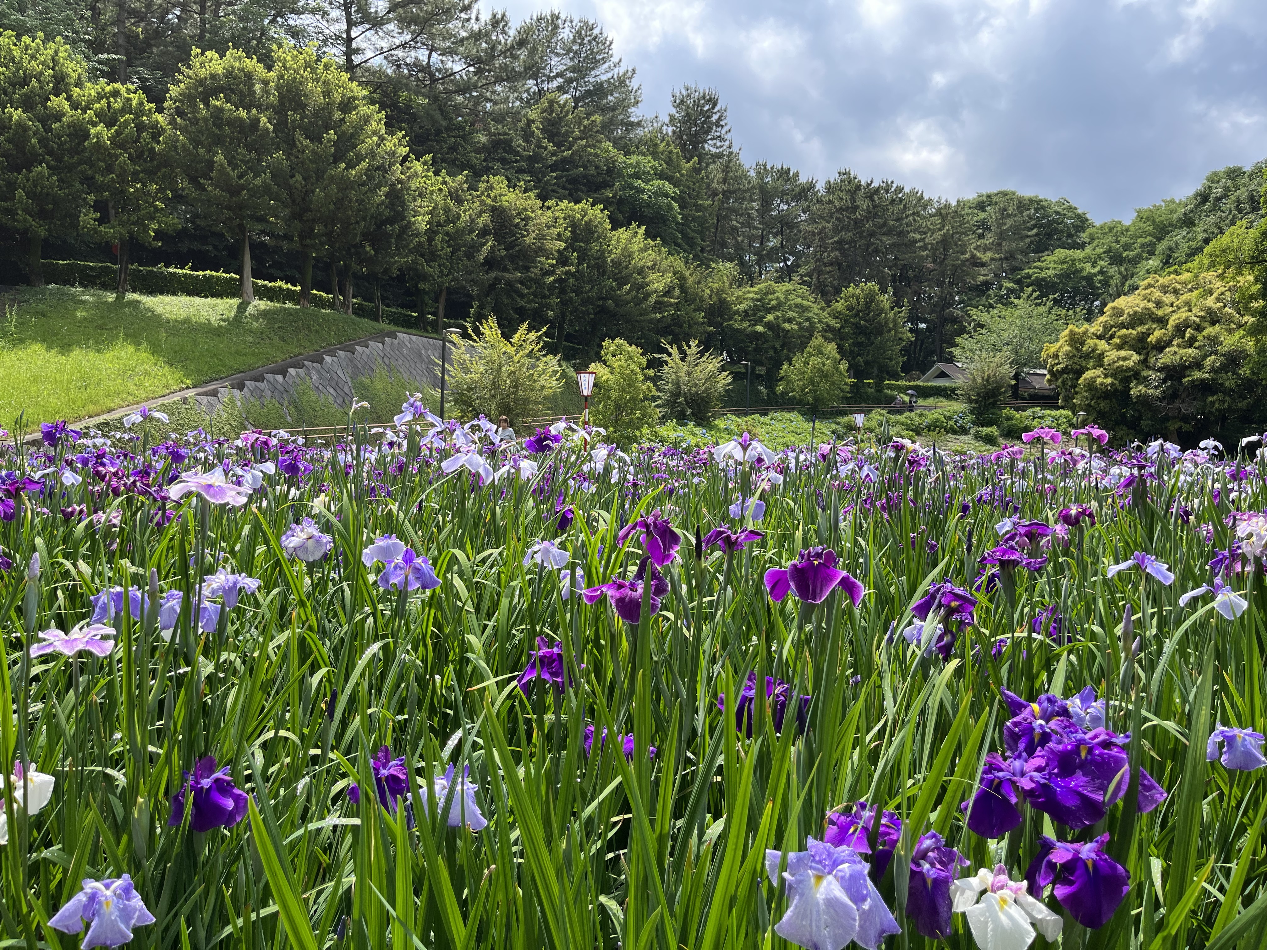 大池公園花しょうぶ　０５３１