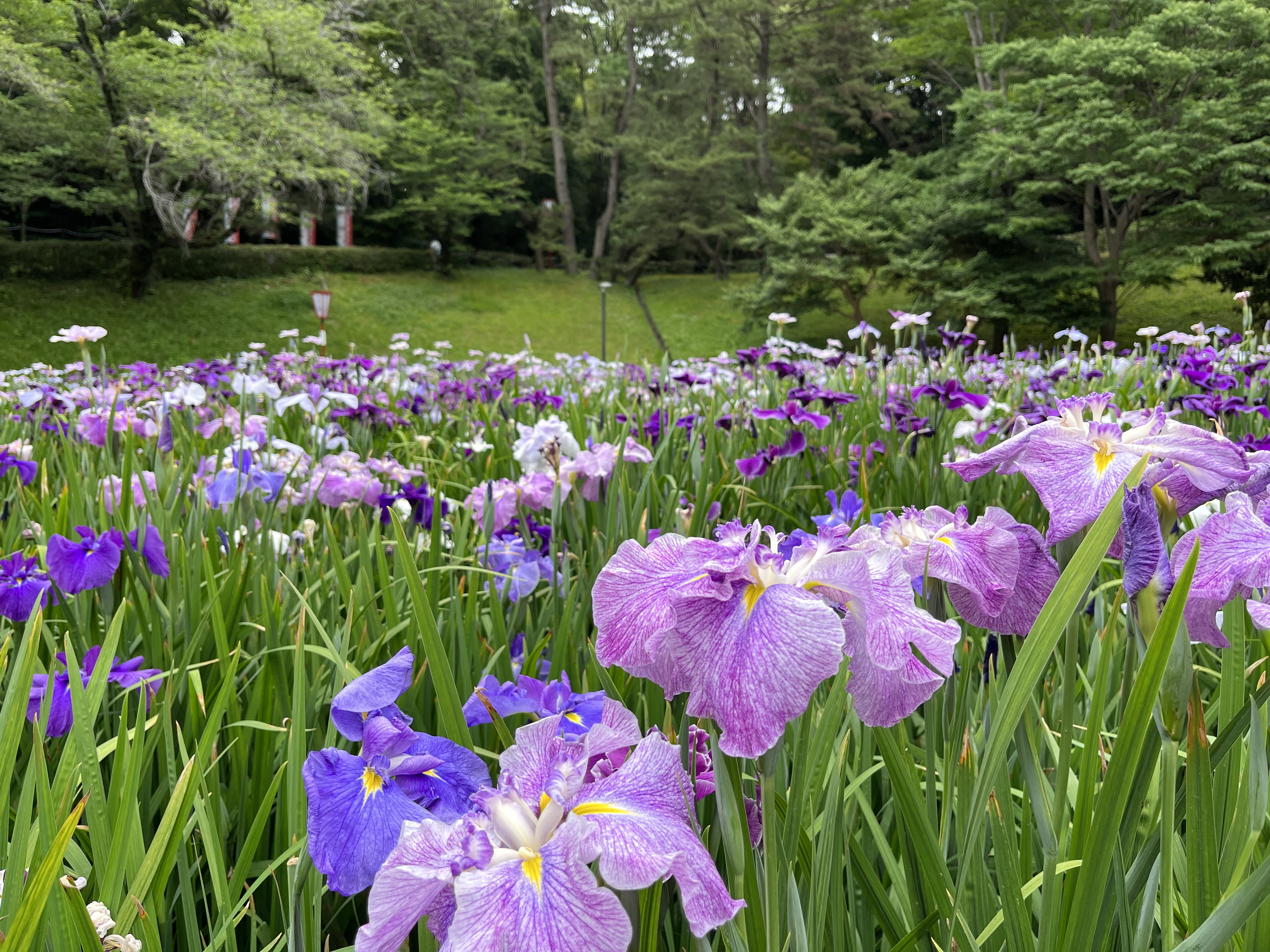 大池公園花しょうぶまつり　０６０５