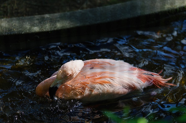 大池公園のフラミンゴ