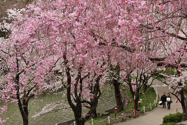 大池公園の枝垂れとソメイヨシノ