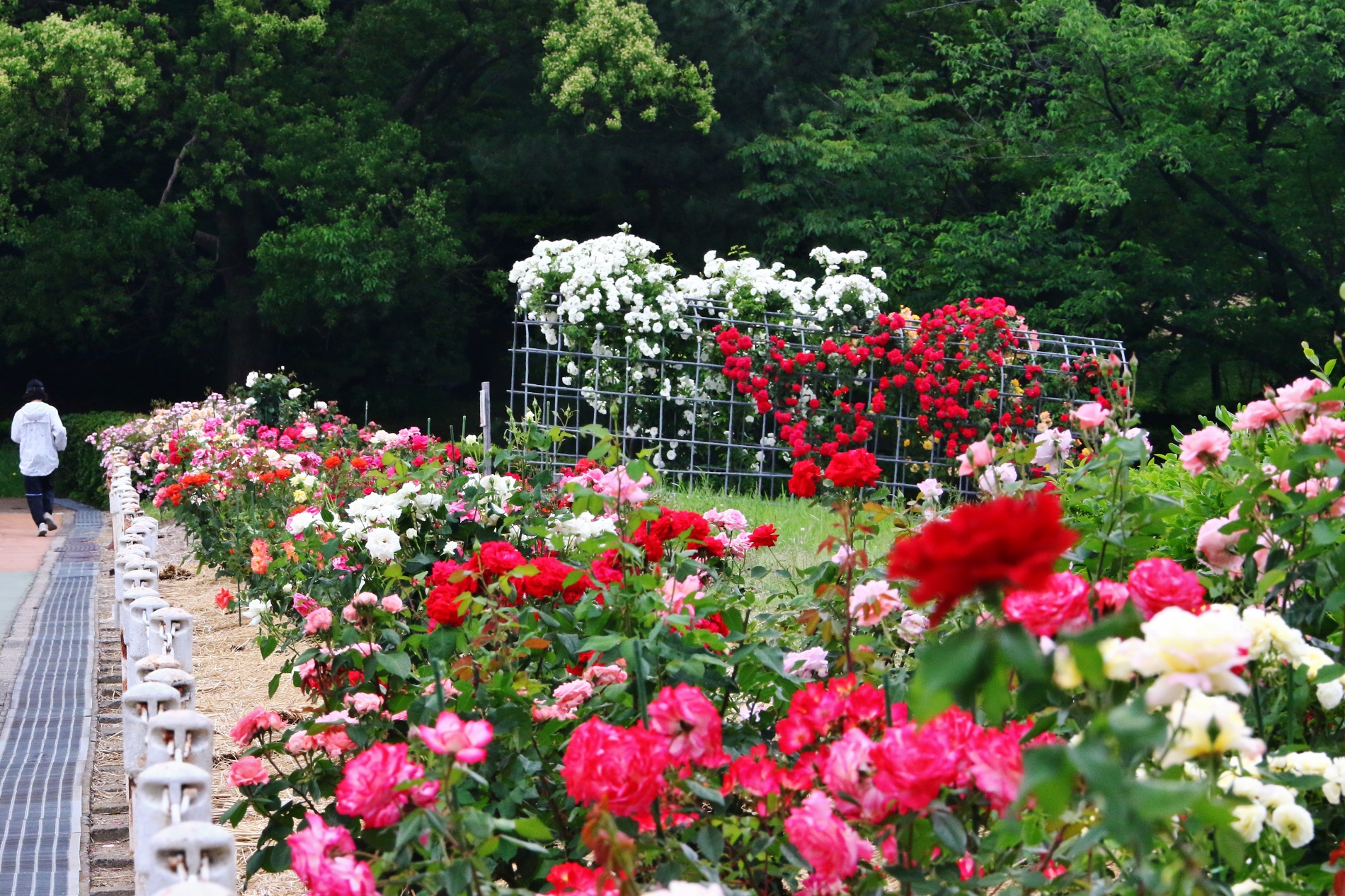 大池公園バラトンネル１