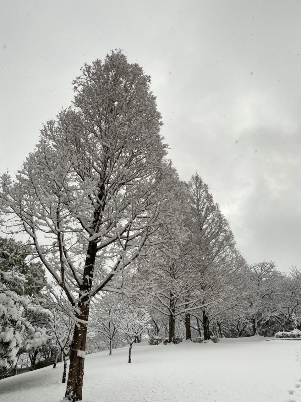 平地公園　雪