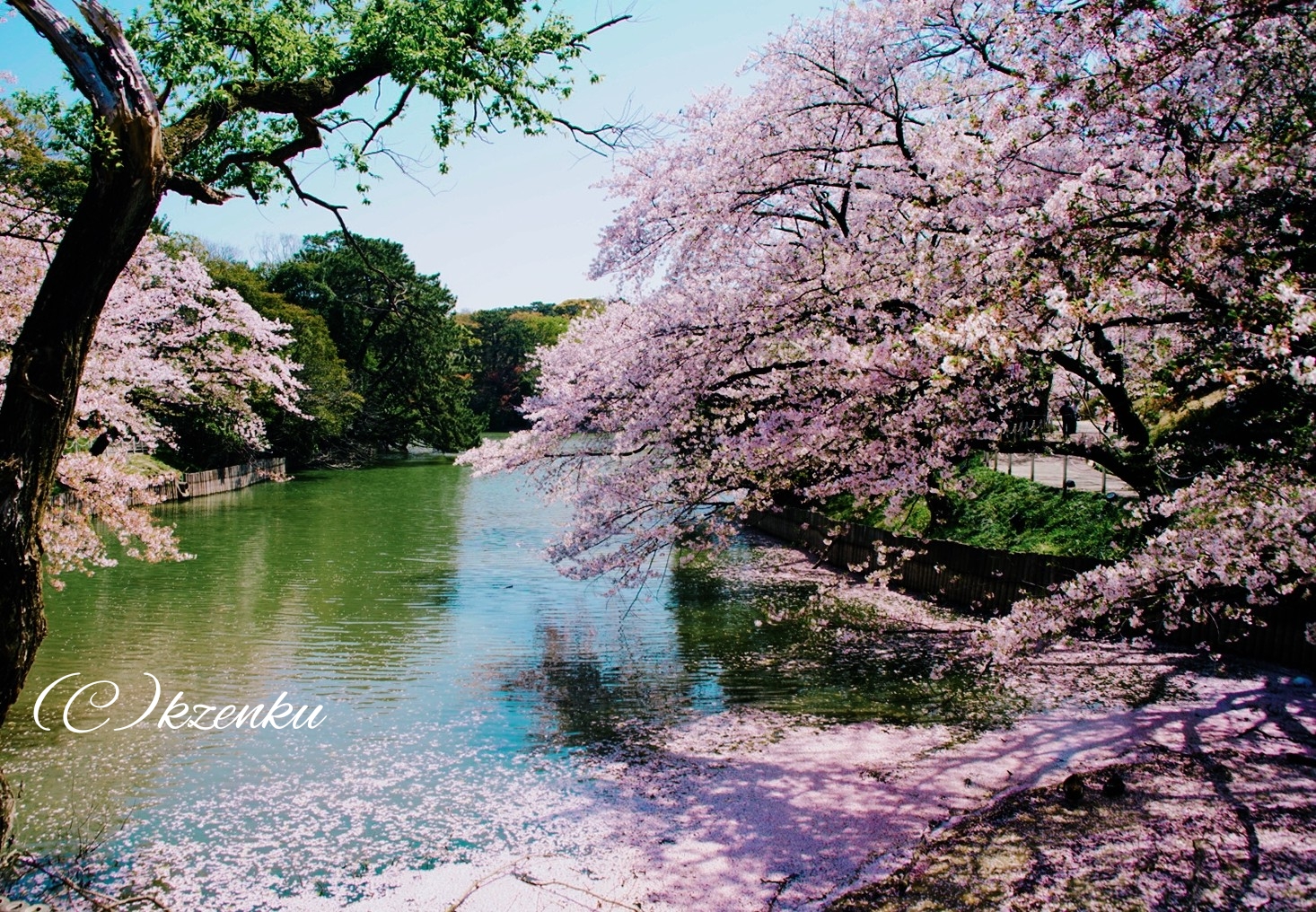 大池公園桜