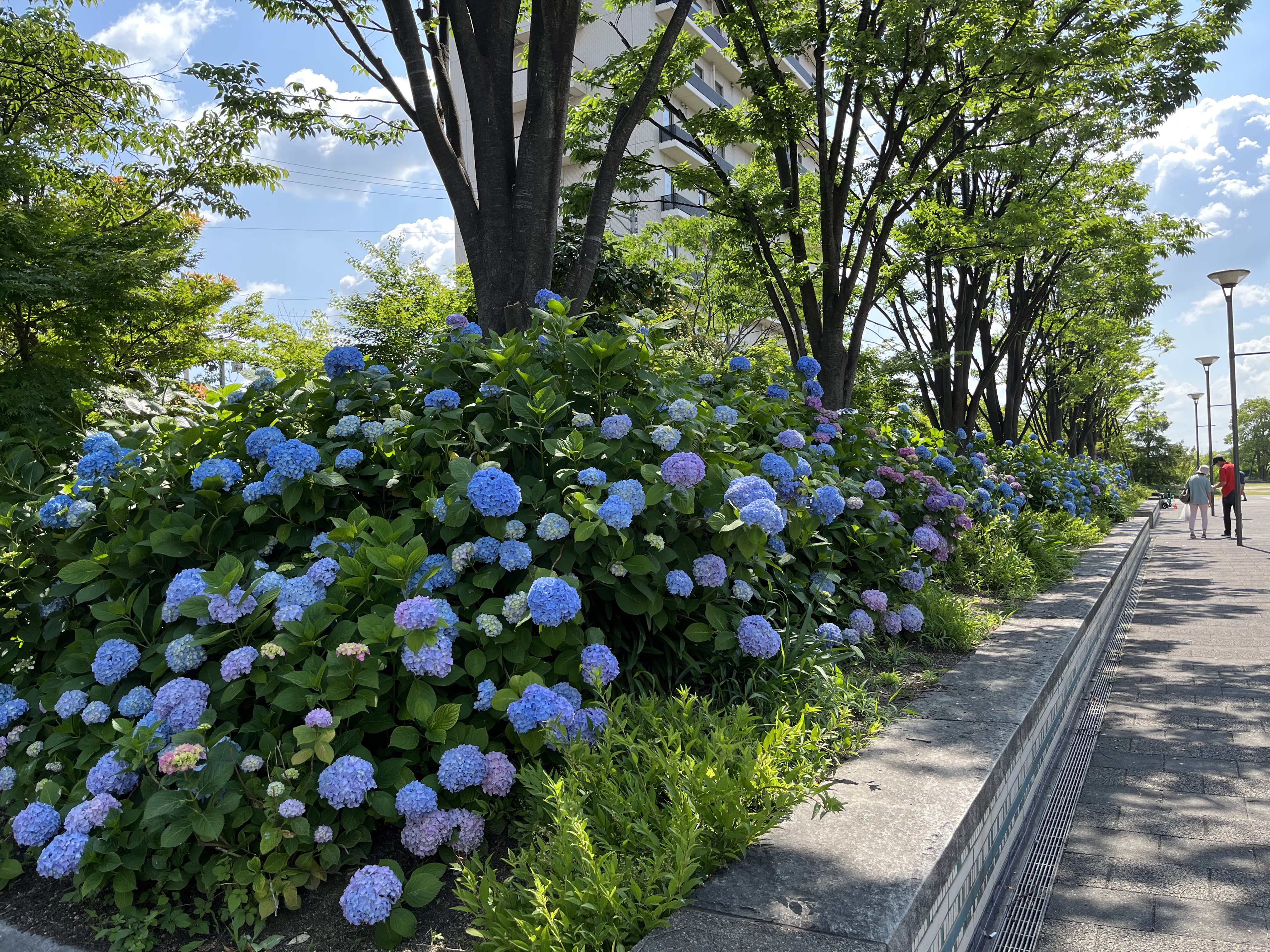 どんでん広場　あじさい０５２８