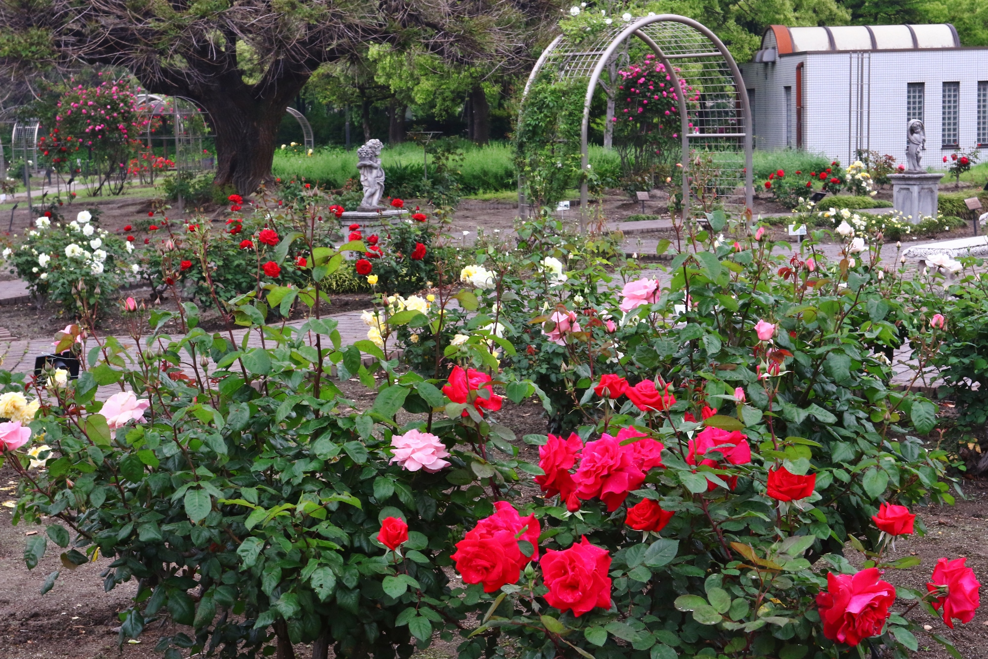 元浜公園バラ