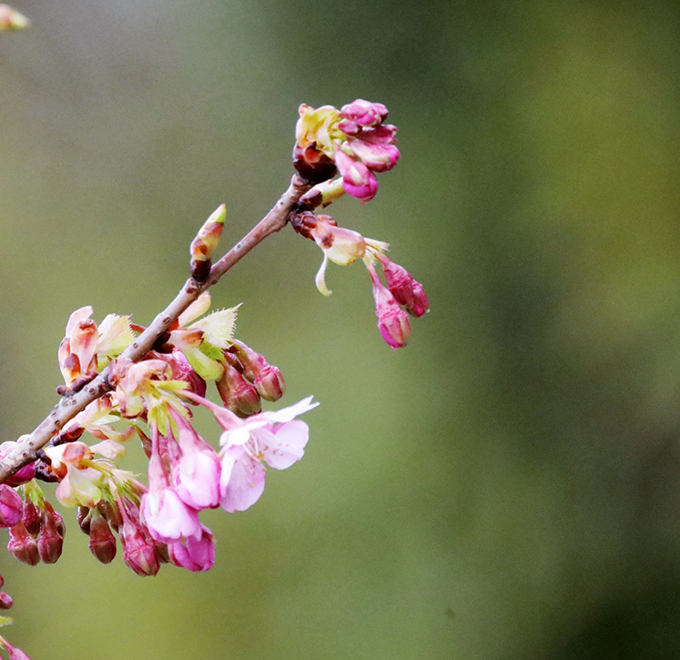 東海町の河津桜並木