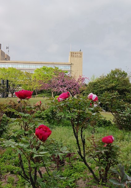 大池公園牡丹2024.4.14