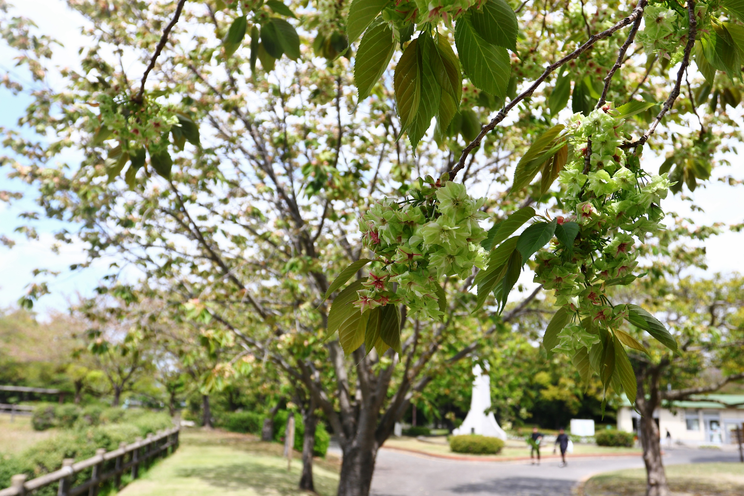 平地公園　御衣黄桜満開