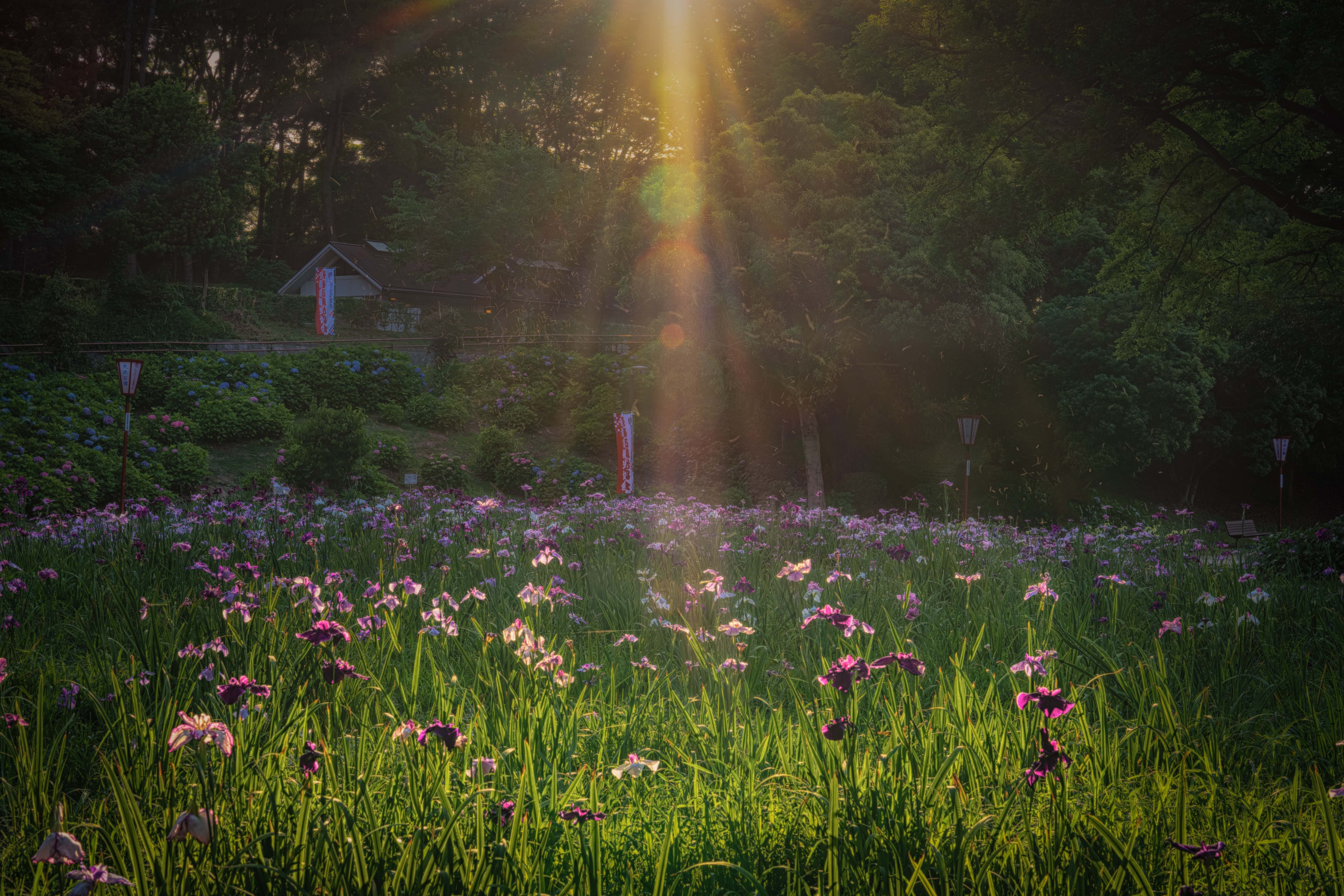 夕暮れ時の花しょうぶ