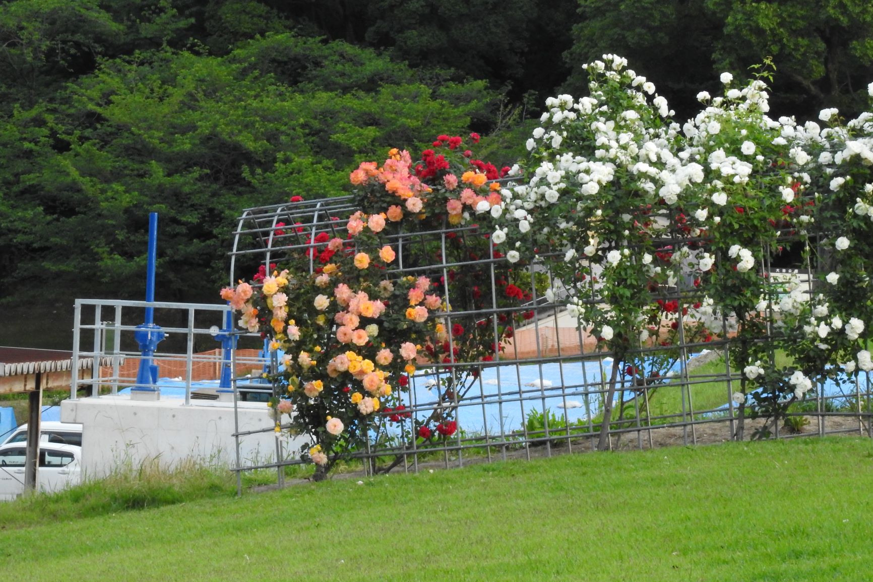 大池公園　薔薇