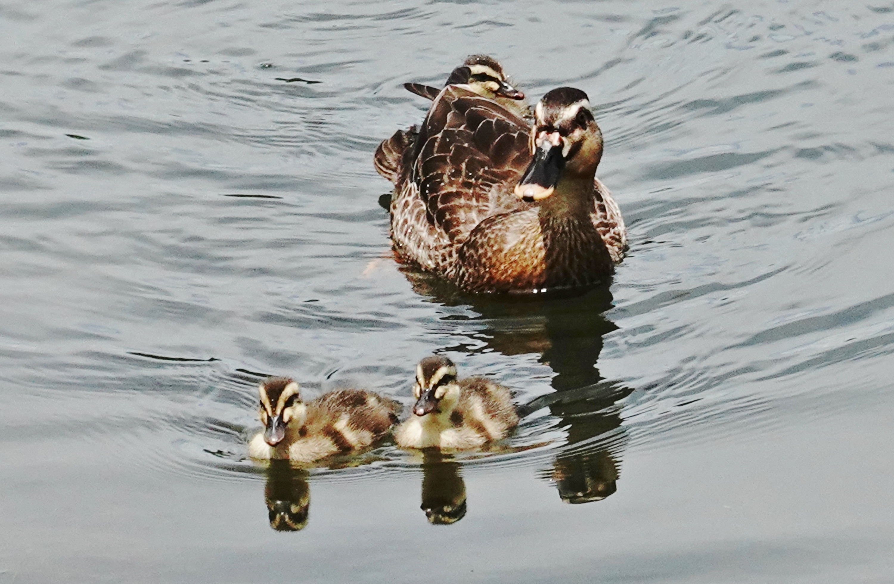 大池公園鴨の親子