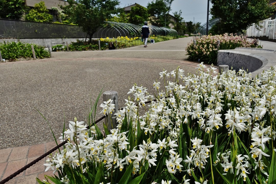 大田町蘭の道