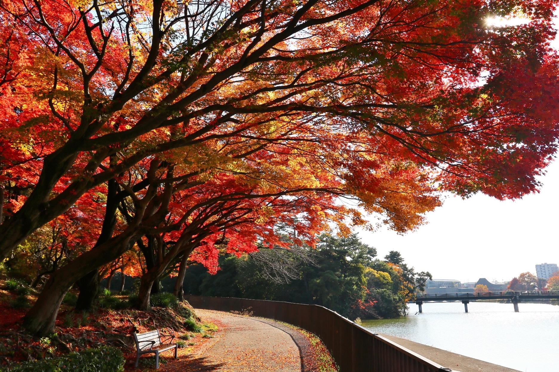 聚楽園公園もみじ