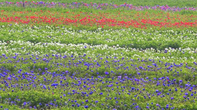 大田西部　花