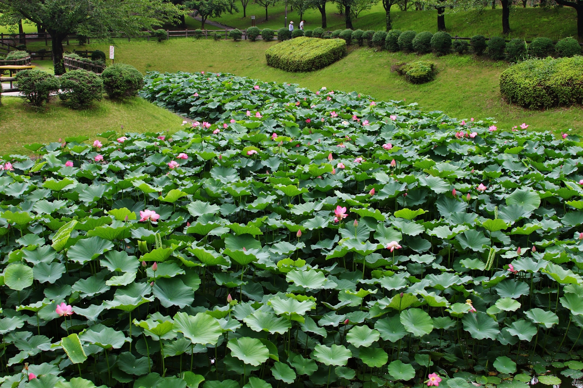 平地公園蓮　2020年07月04日11時