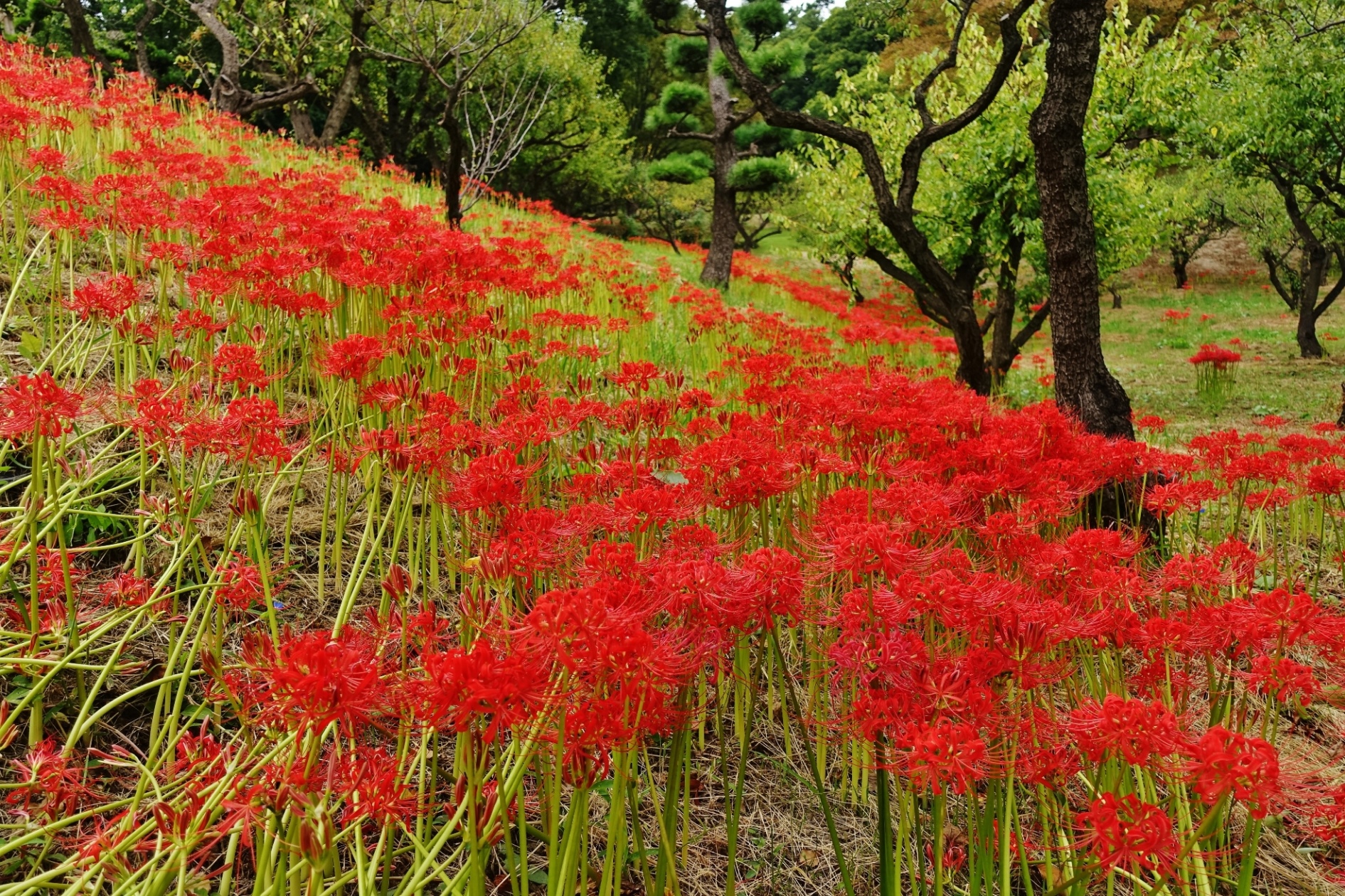 大池公園　彼岸花