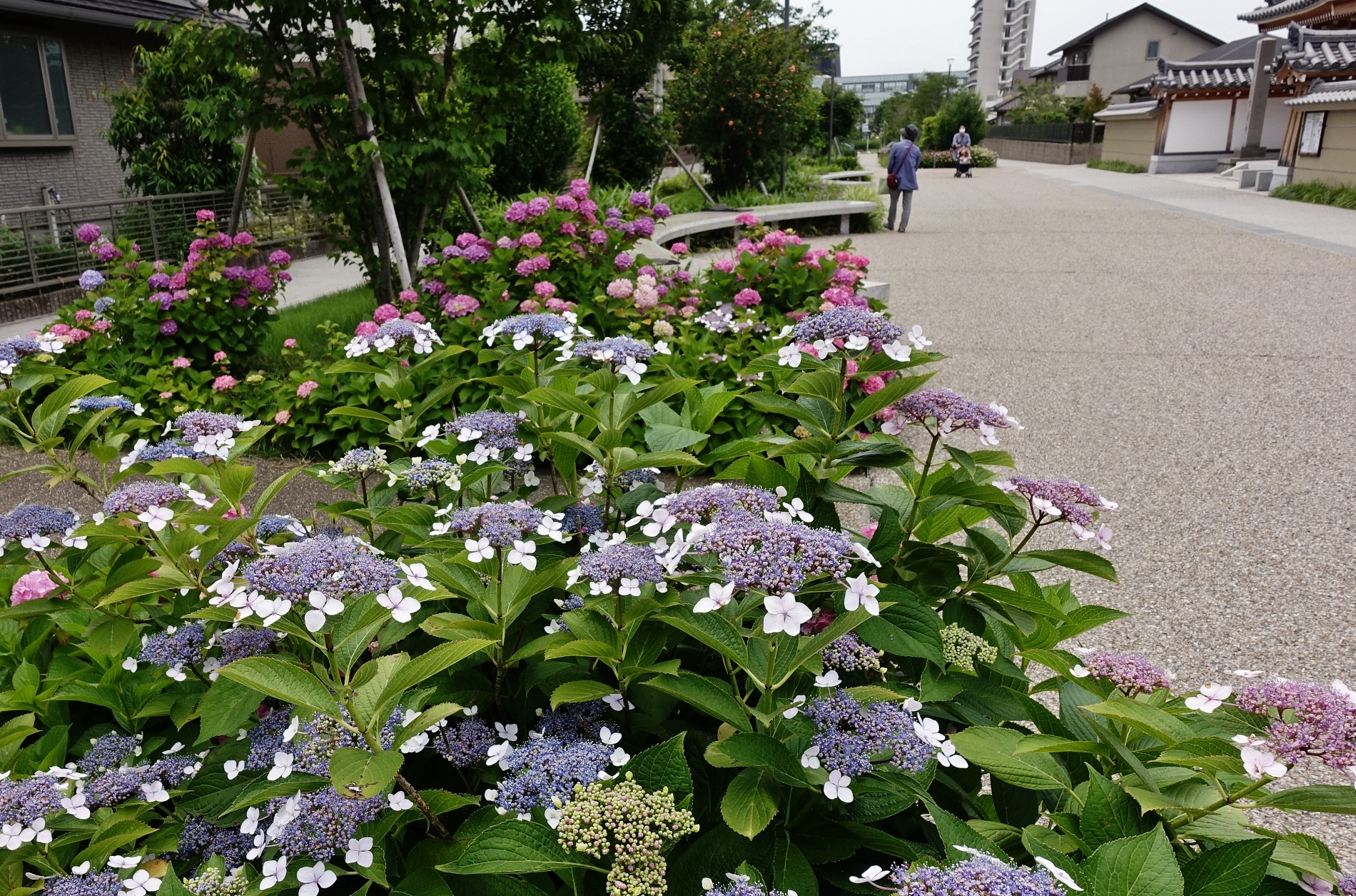 蘭の道　紫陽花