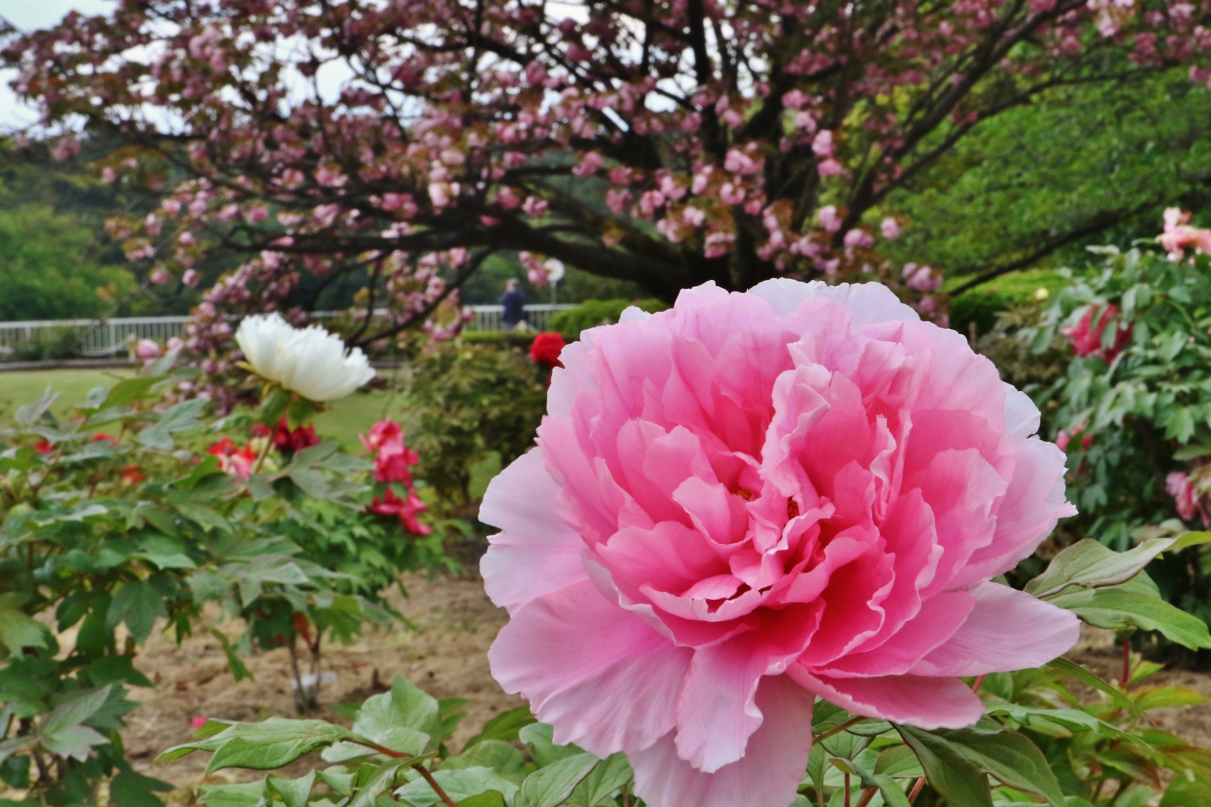 大池公園牡丹園