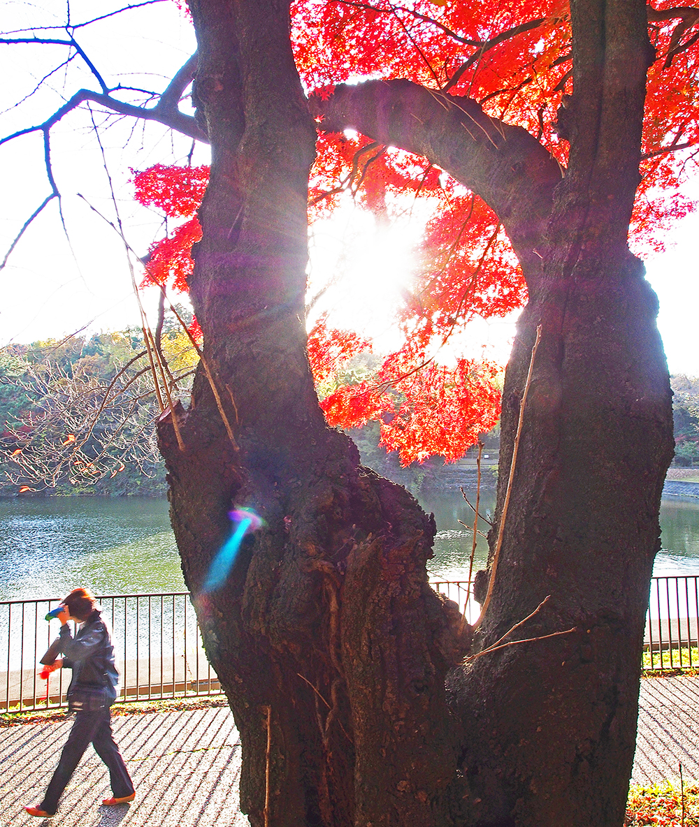 写真コンクール「四季」入選作品