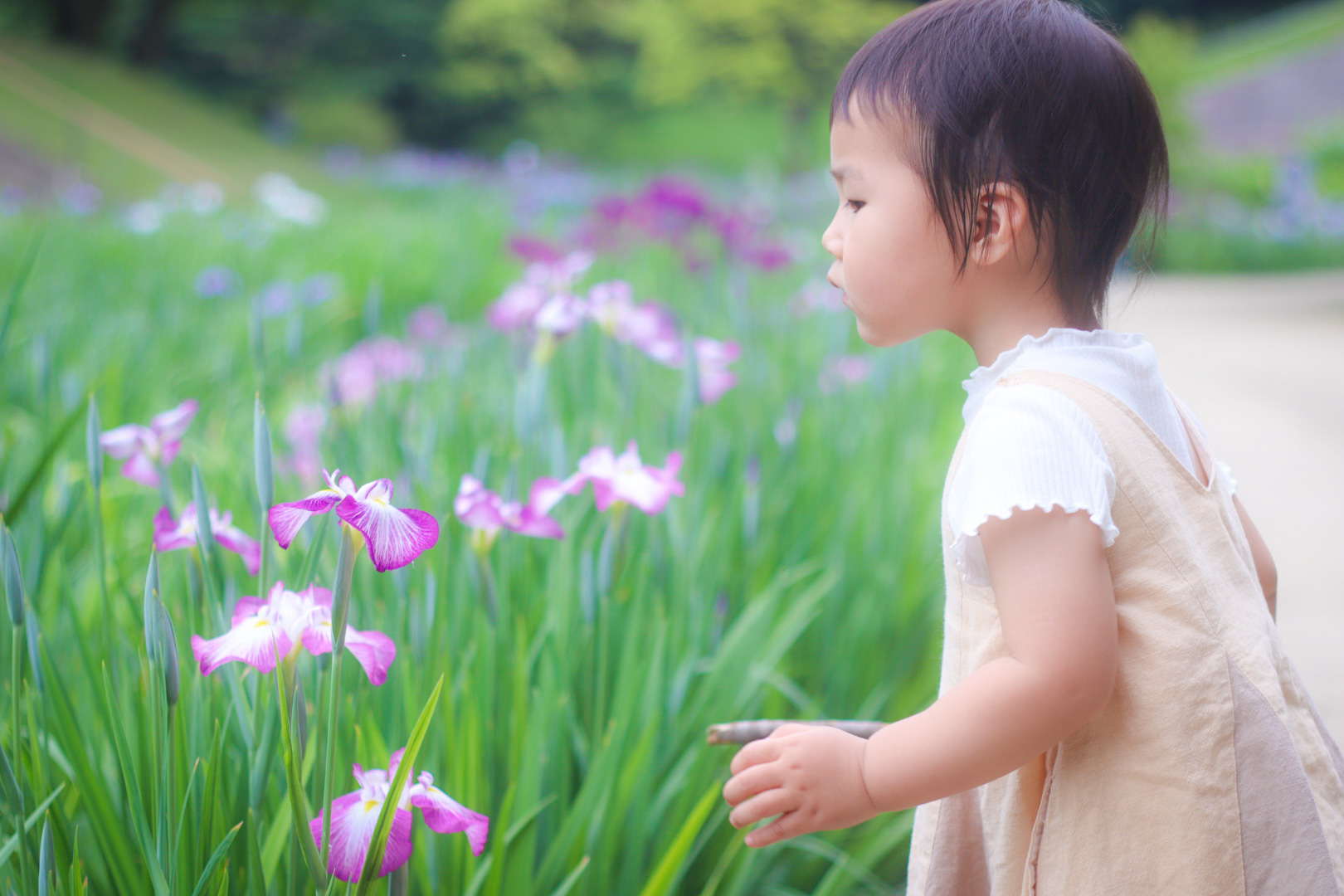 大池公園　初めての花しょうぶ