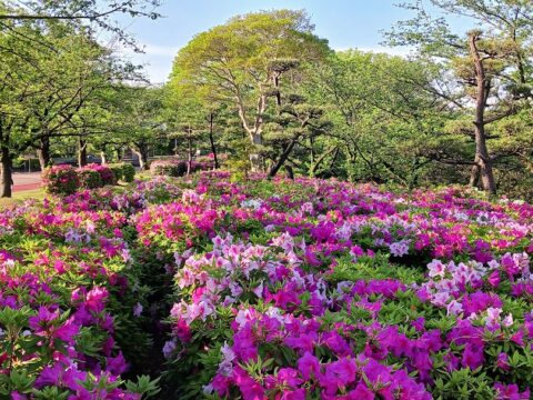 大池公園　ツツジ