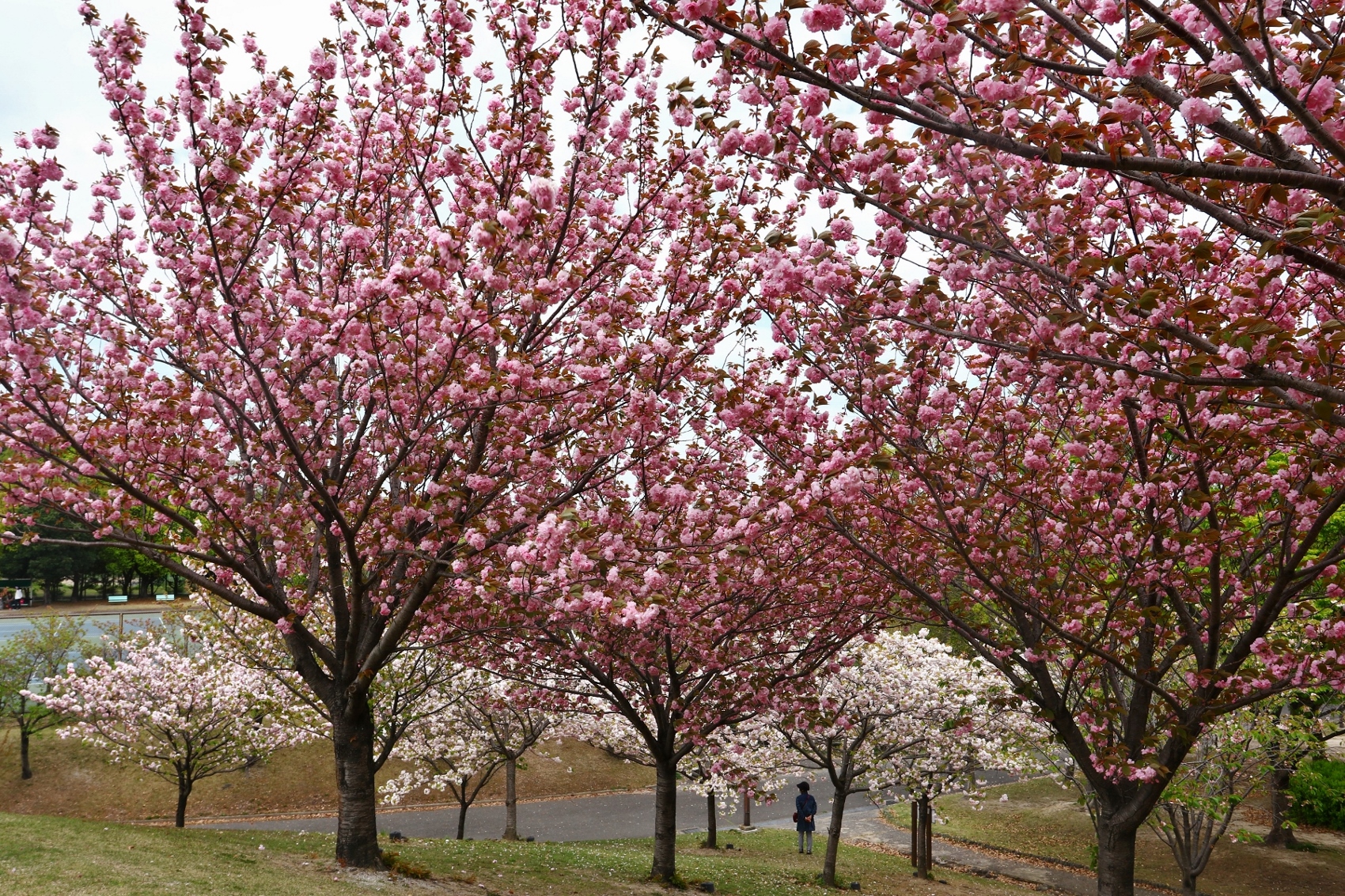 平地公園八重桜平地咲きくらべ園満開