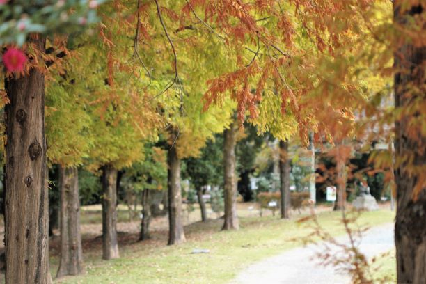 大窪公園椿の小径