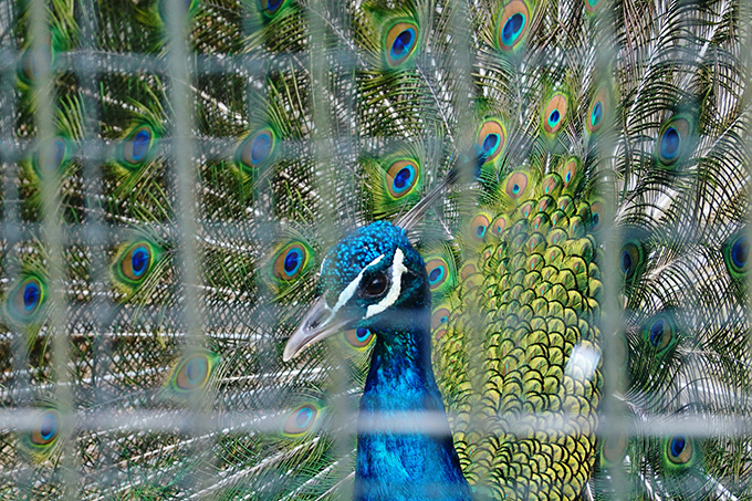 大池公園クジャク