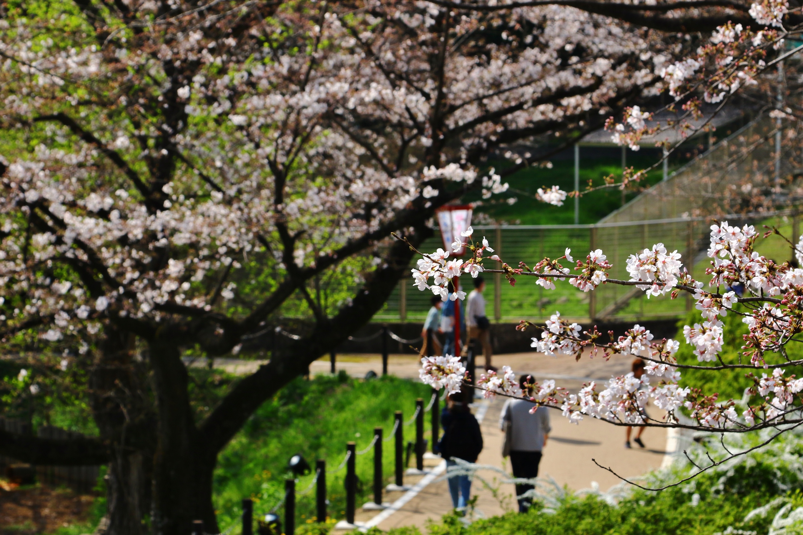 大池公園桜まつりR3