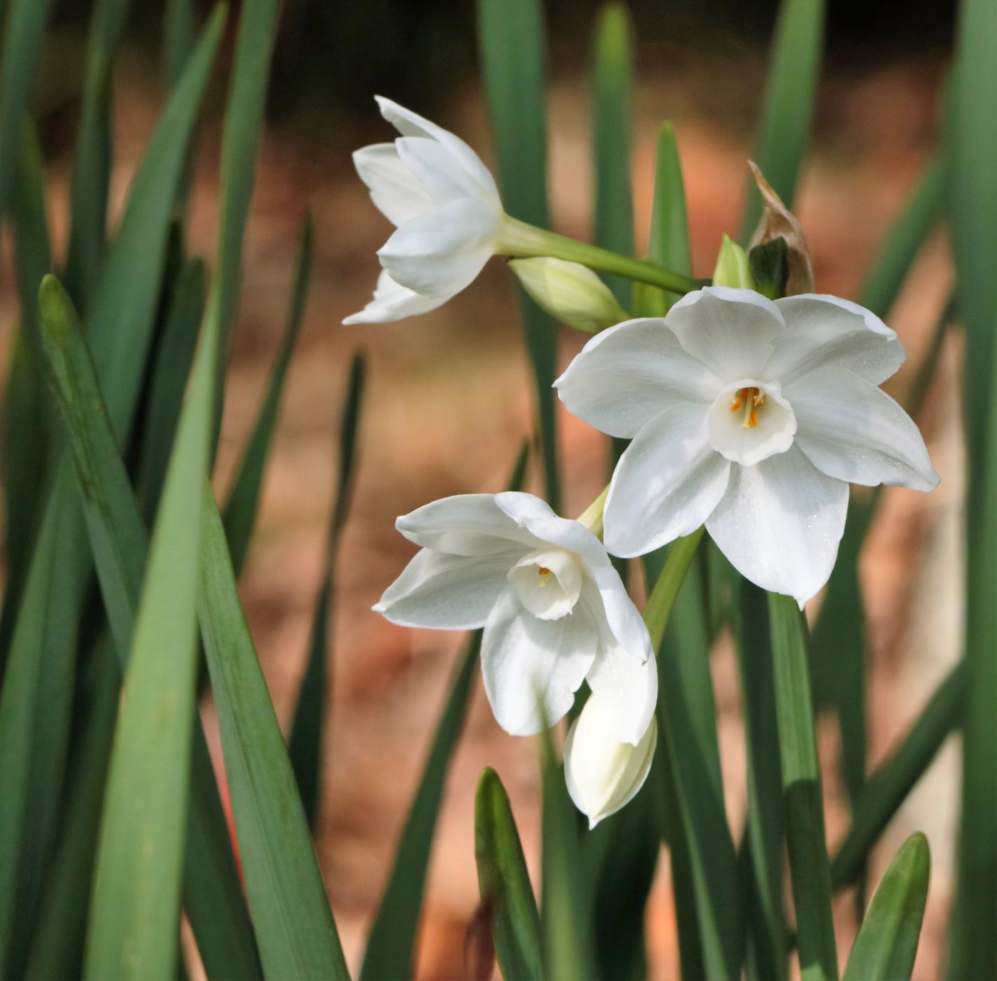 大池公園池周辺小道　水仙の花１