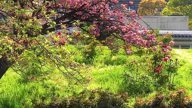 大池公園入口牡丹