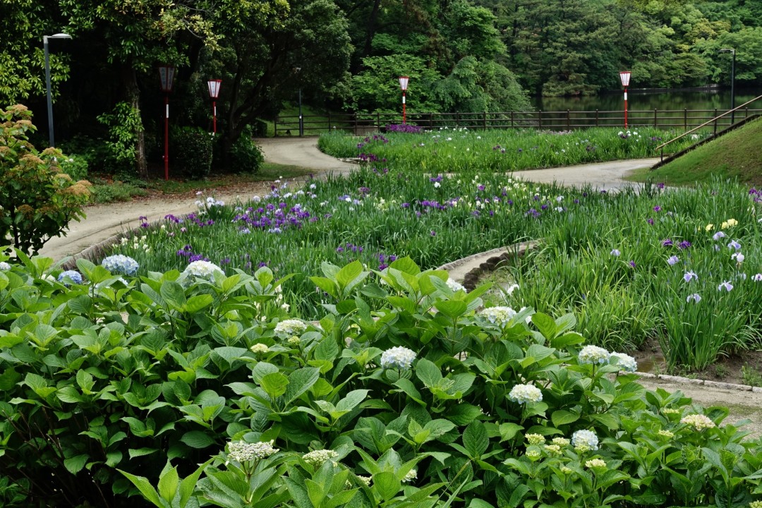 花菖蒲園