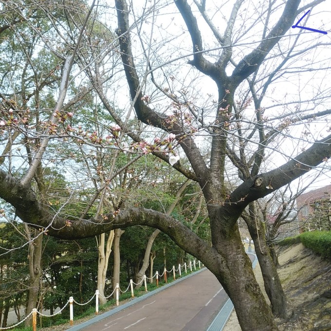 大池公園図書館前　桜2輪