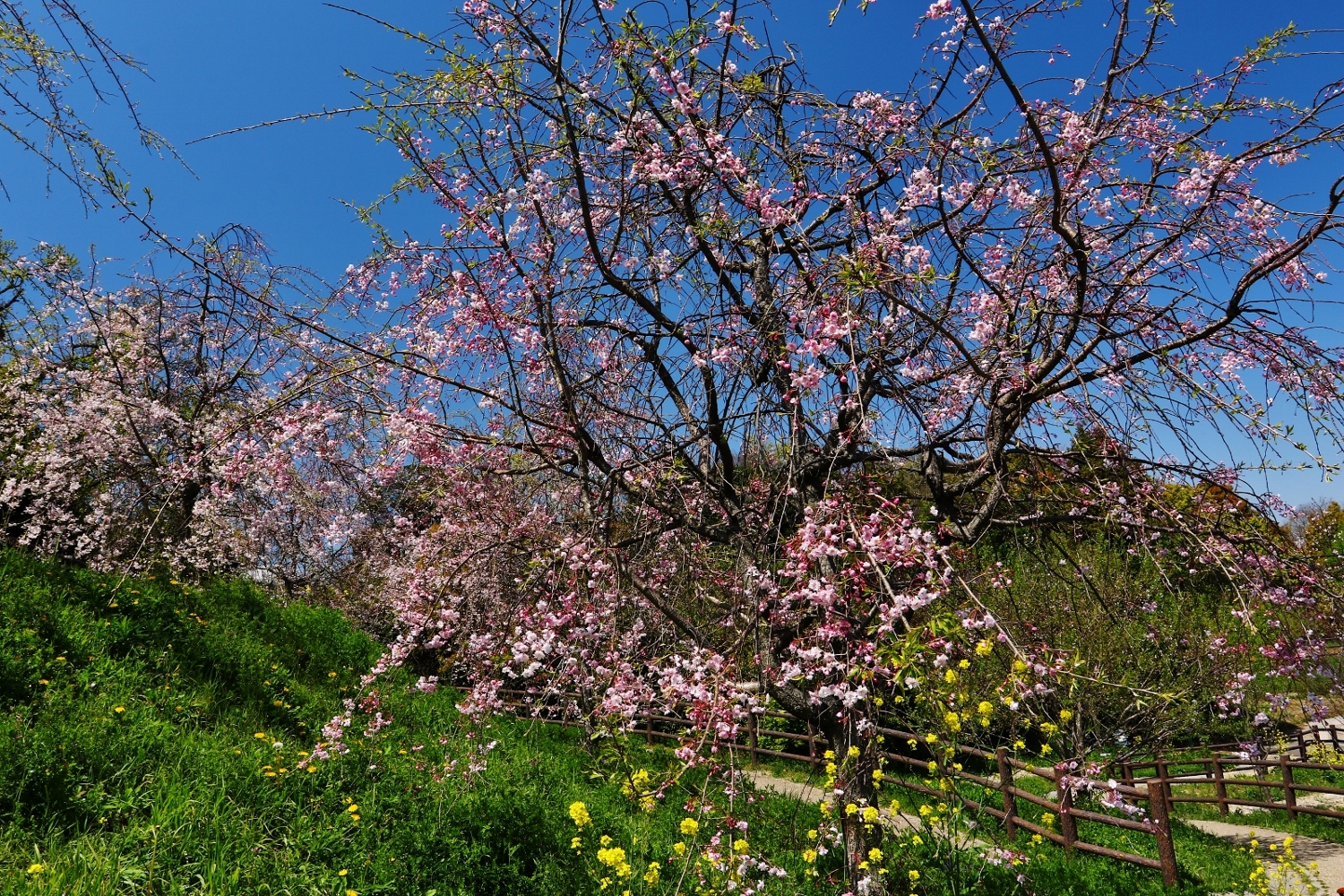 加木屋緑道　桜