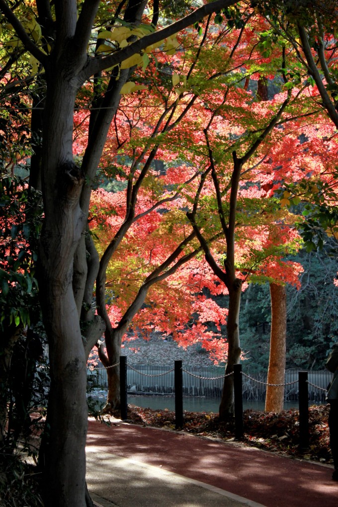 大池公園　裏紅葉