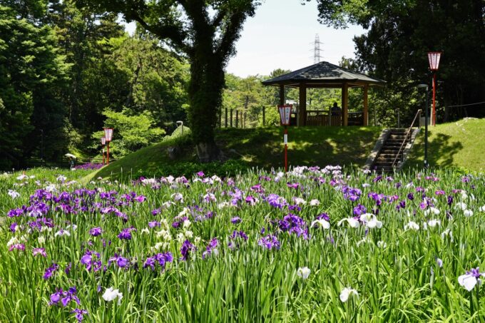 大池公園花しょうぶ