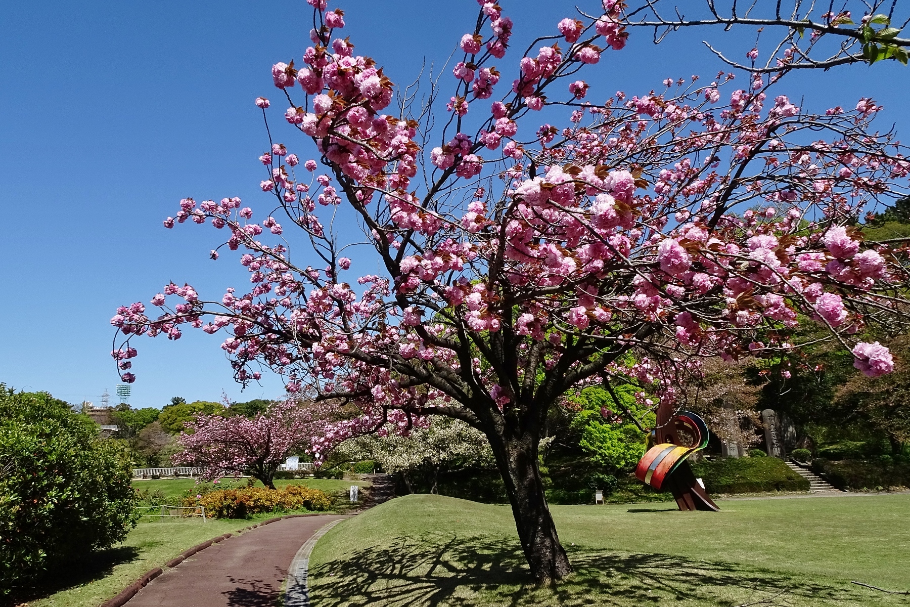 大池公園八重桜