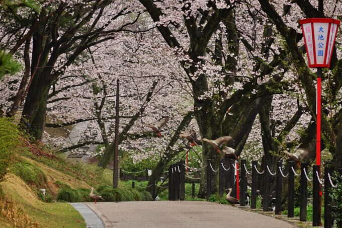 大池公園　桜×カモ