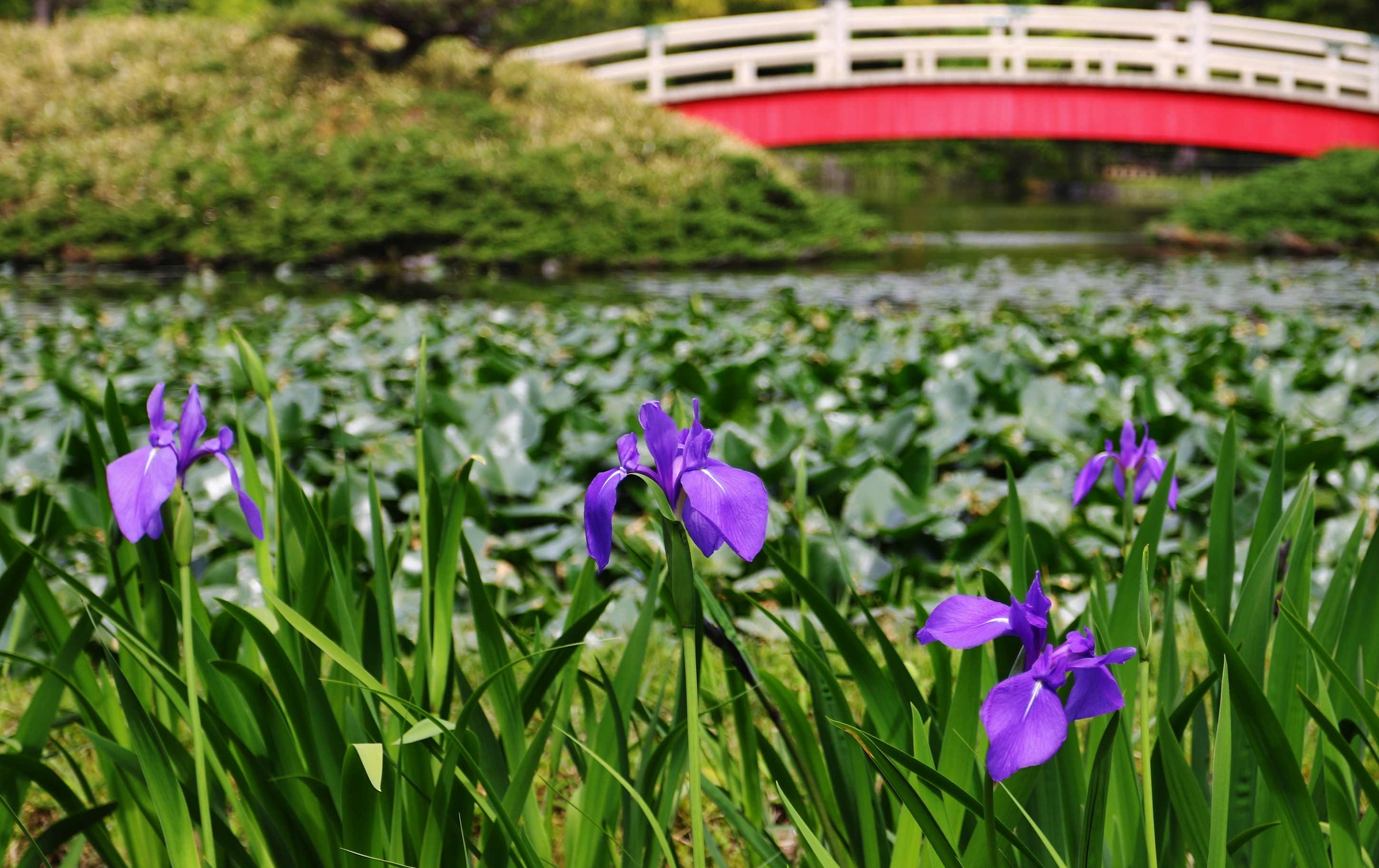 上野台公園杜若咲き始め