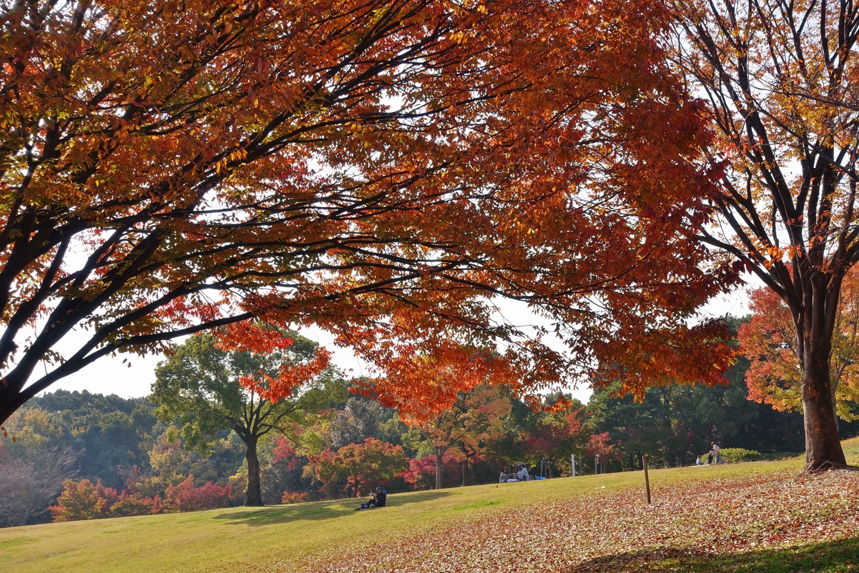 紅葉進む聚楽園公園