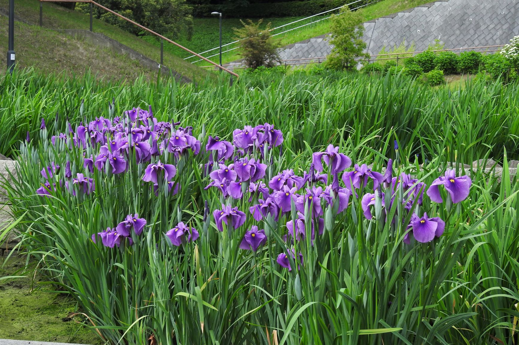 大池公園　花菖蒲