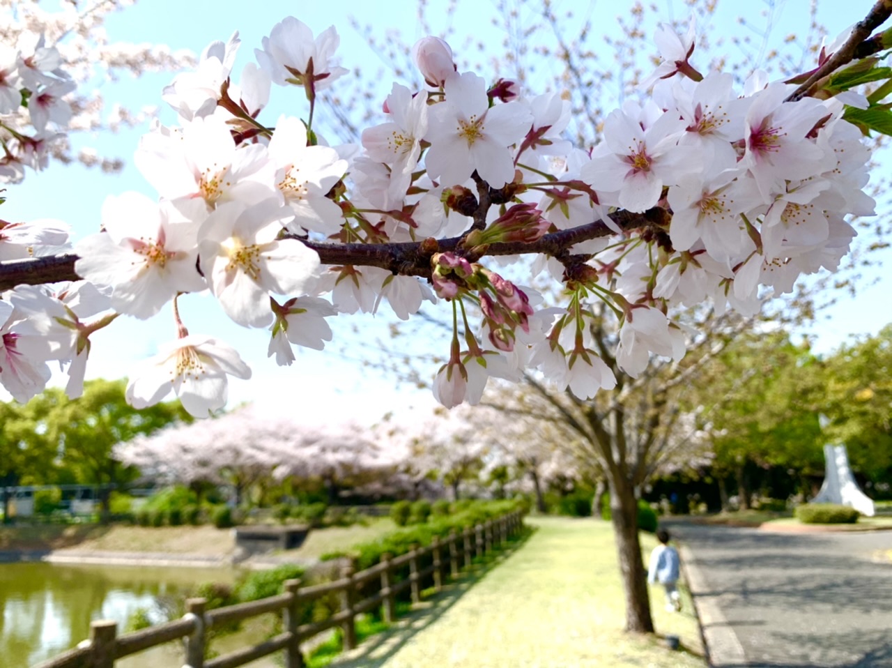 平地公園桜