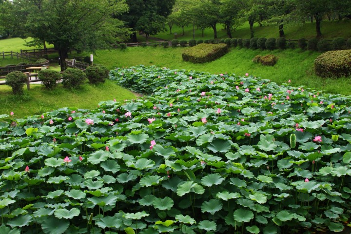 平地公園蓮の花見ごろ