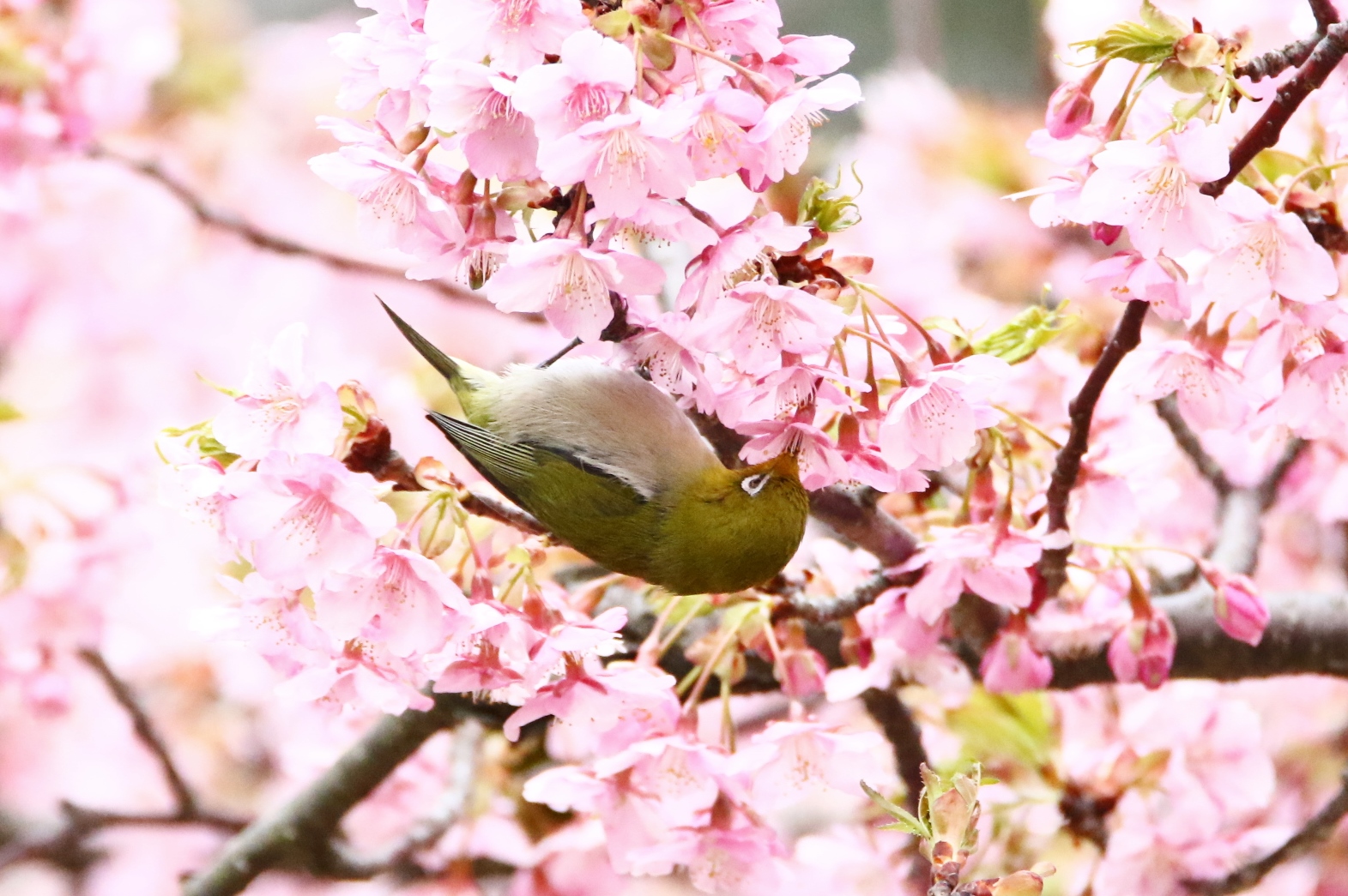 河津桜メジロ君