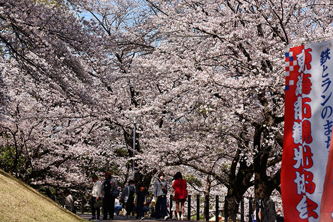 桜満開