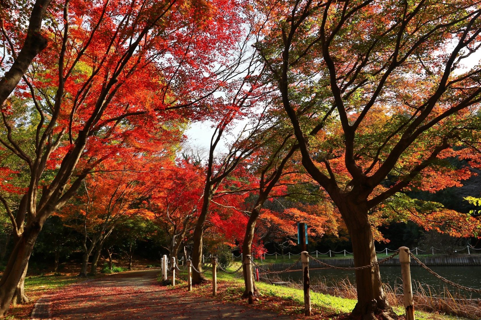 大池公園の紅葉