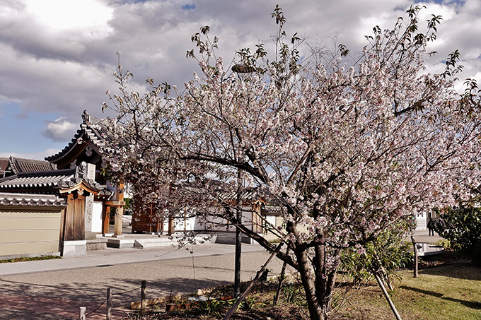 蘭の道四季桜